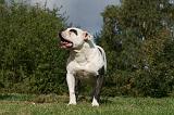 BOULEDOGUE AMERICAIN 278